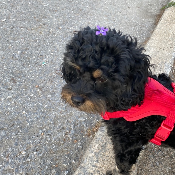 Meet your Posher, Kerri - Picture 1 of 1